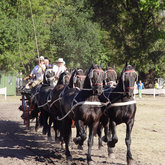 TEAM OF EIGHT HIGH-STEPPING AT THE AGRI & ARTS FESTIVAL - Villiersdorp Tourism - Xplorioâ„¢ Villiersdorp
